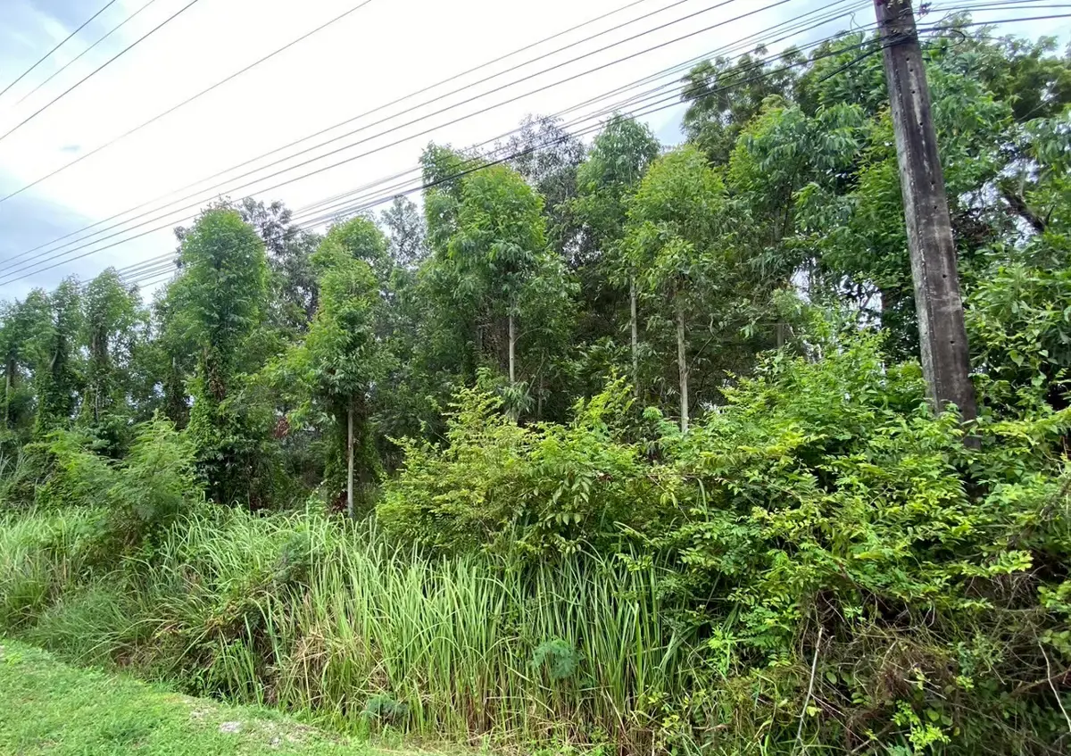 Land for Sale – Klaeng, Rayong - Land - Mae Phim - Mae Phim