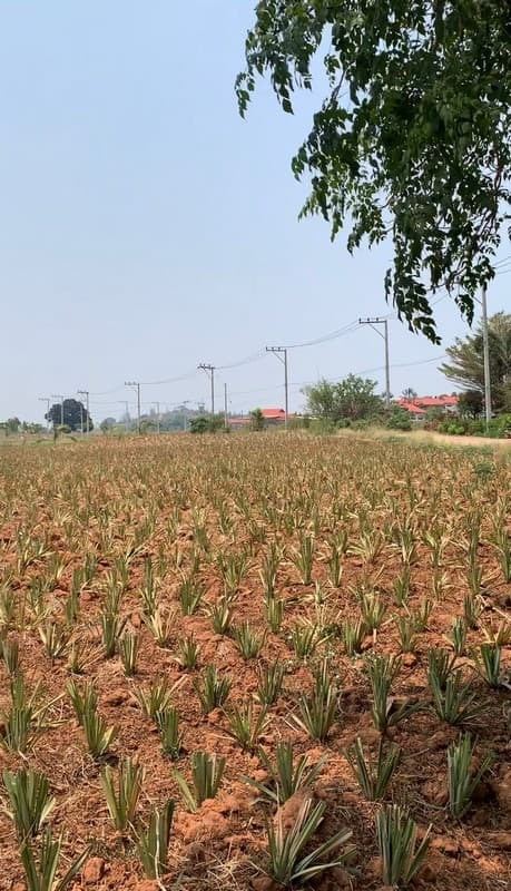 Land for sale in Hua Hin - Land - Hua Hin - Hua Hin