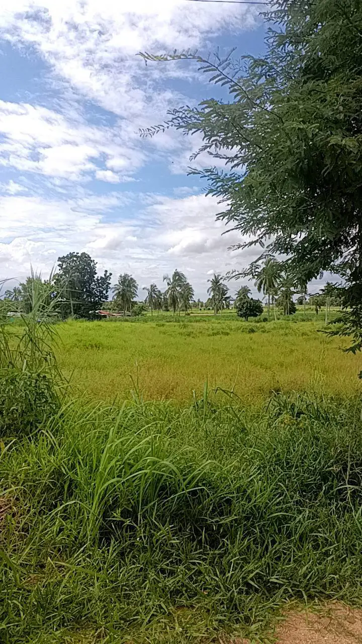 2 rai of land in Huai Yai for sale - Land -  - 