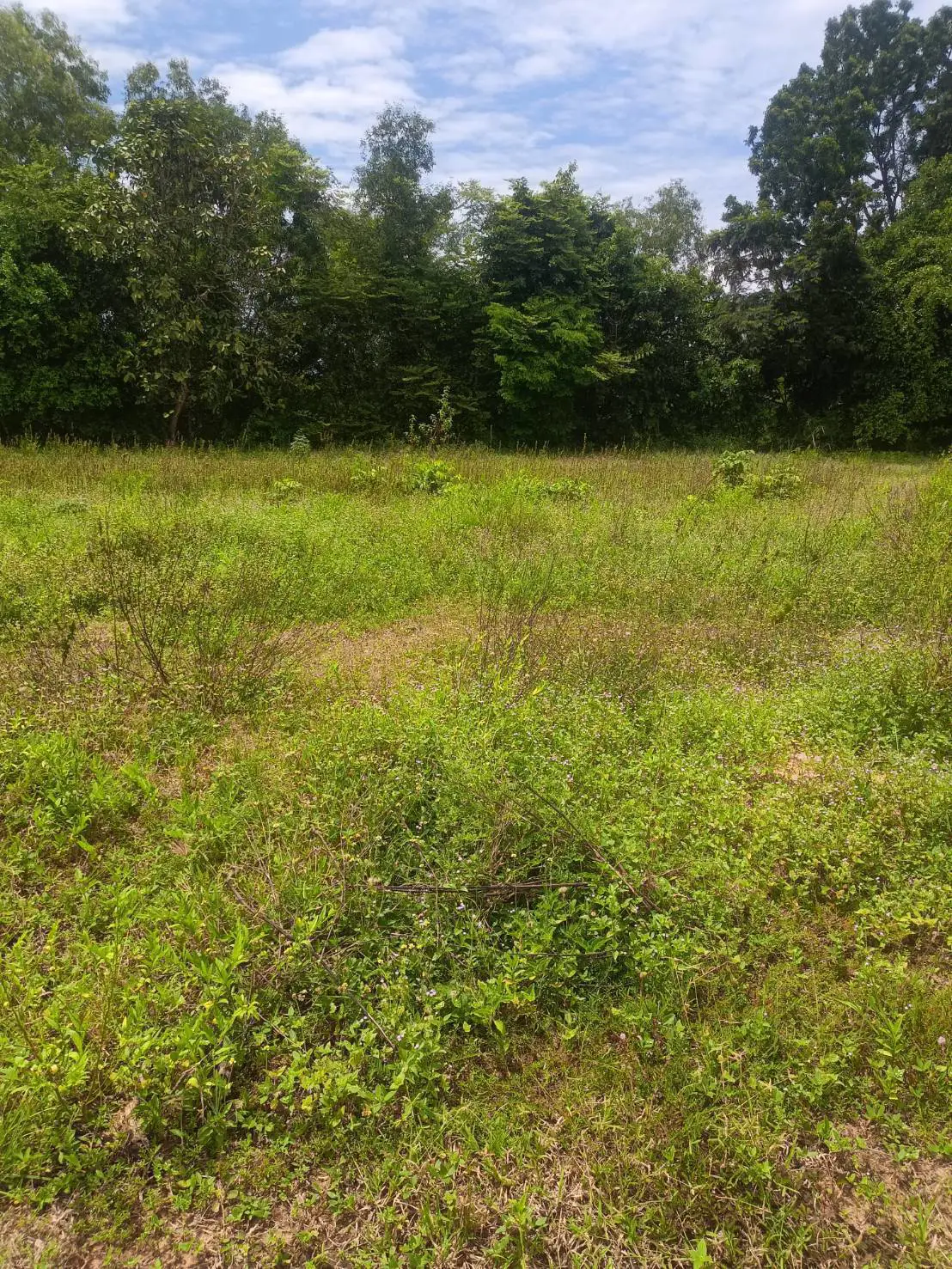 Land 1,272 sqm Thung Klom-Talman for sale - Land -  - 